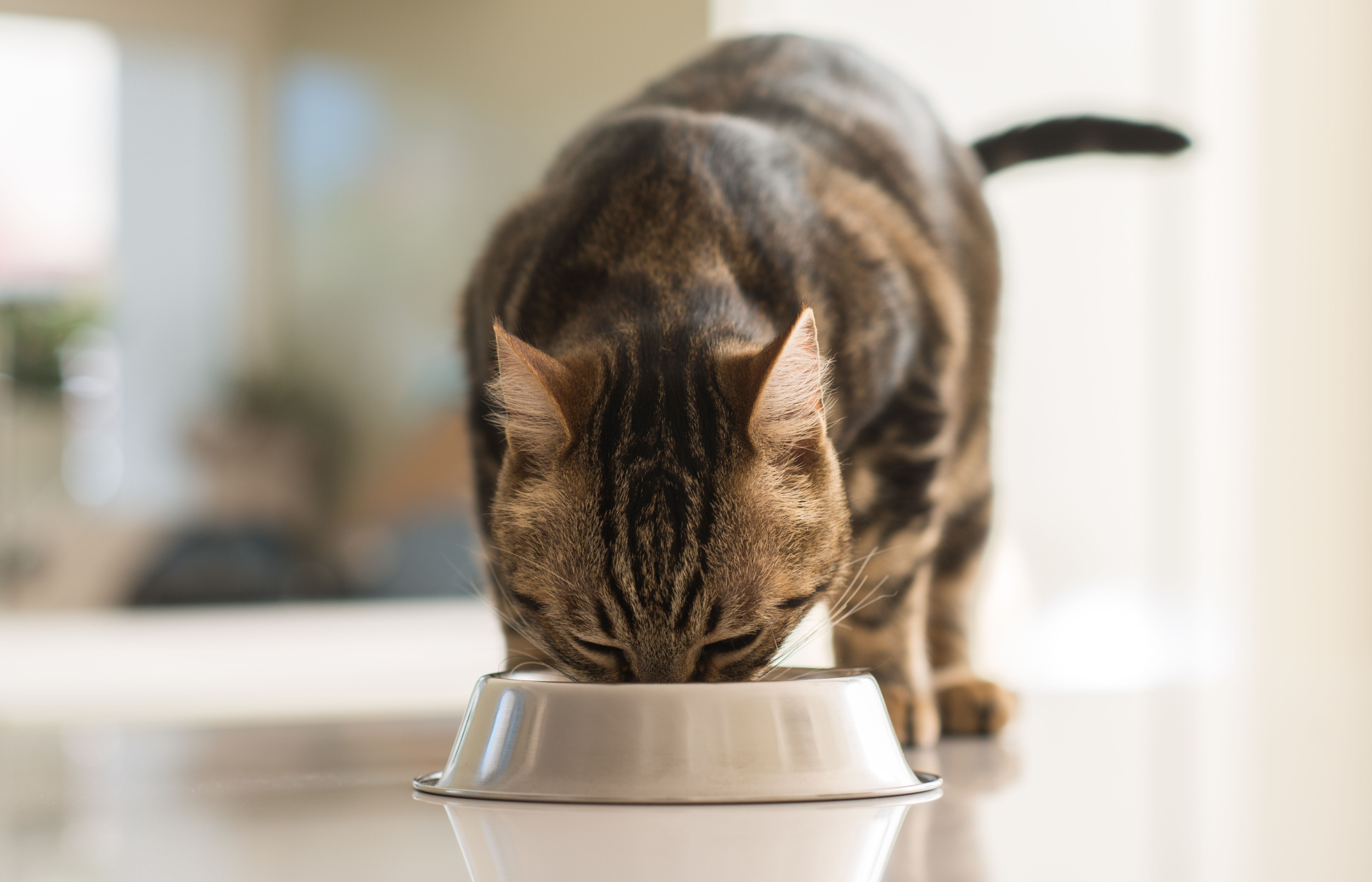 Cat Diet Information