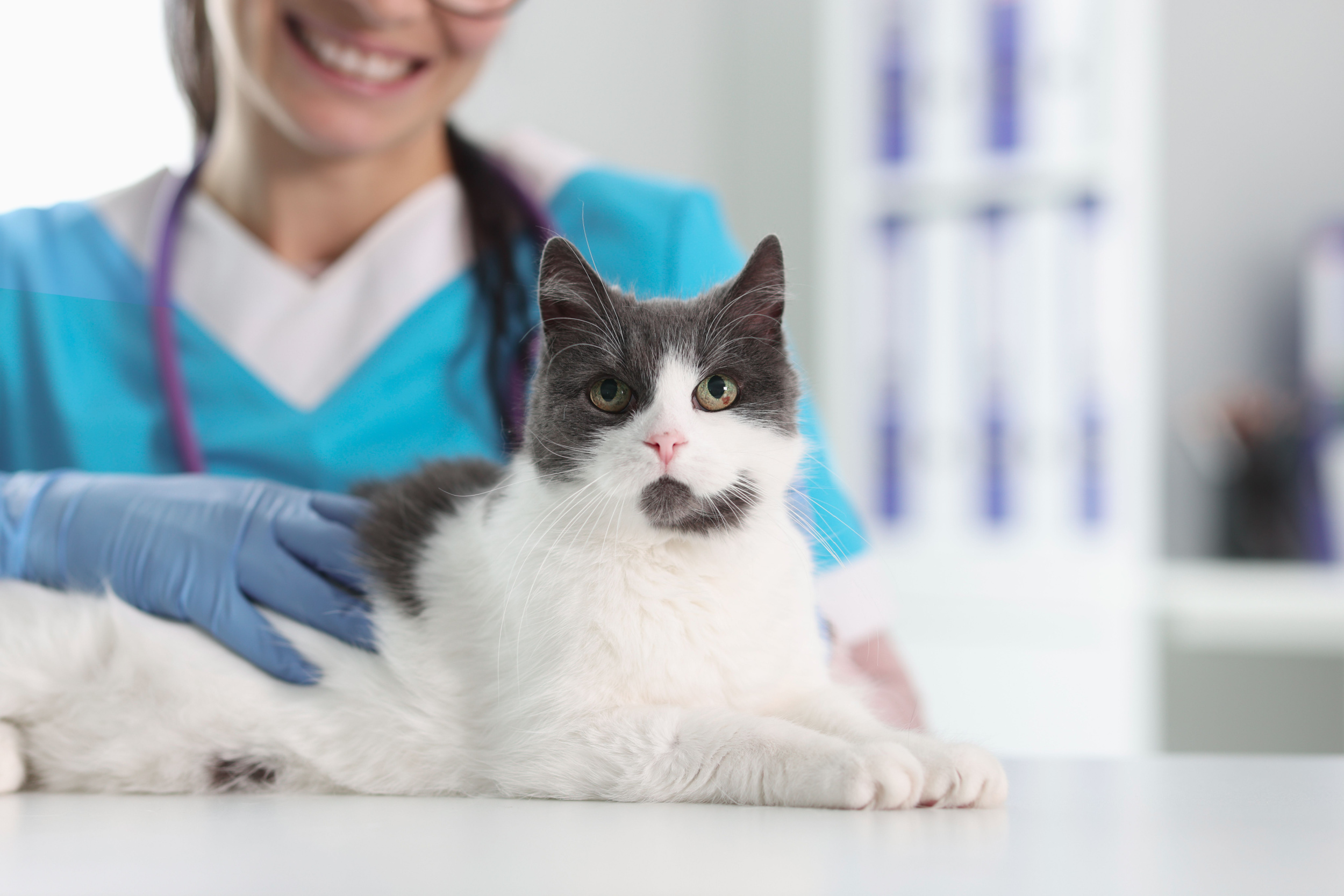 Understanding The Cost of Veterinary Care